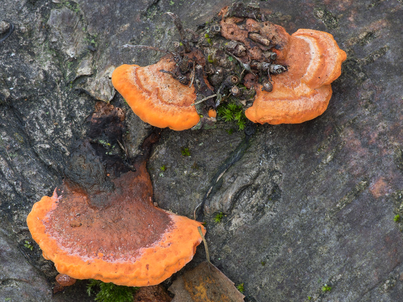 Pycnoporus cinnabarinus